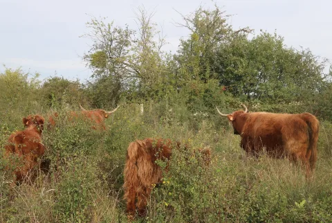 Vaches Highland à Sassey-sur-Meuse