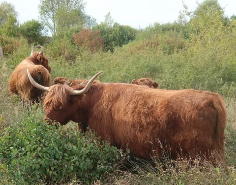 Vaches Highland à Sassey-sur-Meuse