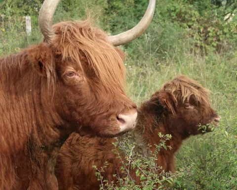 Vaches Highland à Sassey-sur-Meuse