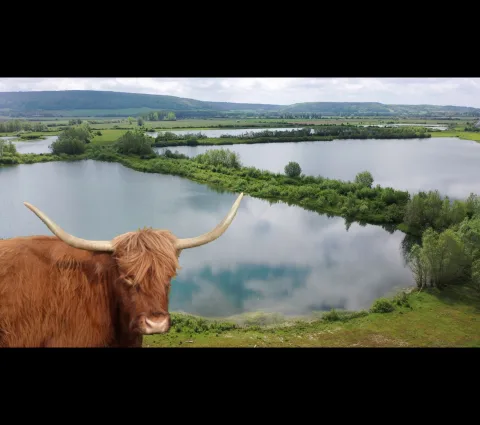 Vaches Highland à Sassey-sur-Meuse
