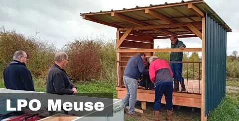 Vaches Highland sur le site de Sassey-sur-Meuse