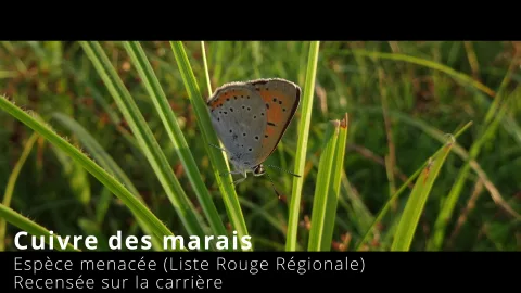 Cuivre des marais - papillon menacé recensé sur la carrière d'Autrecourt
