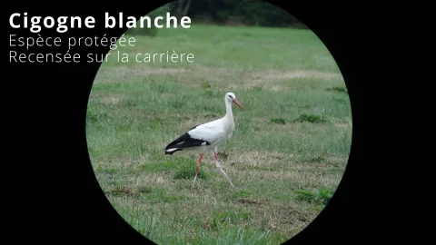 Cigogne blanche - espèce protégée observée sur la carrière d'Autrecourt