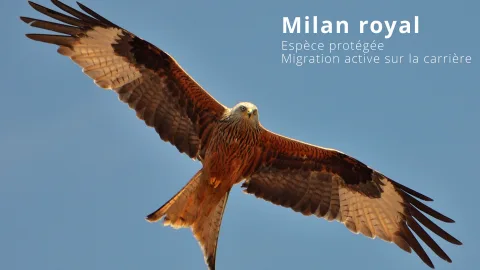 Milan royal - espèce protégée observée sur la carrière d'Autrecourt