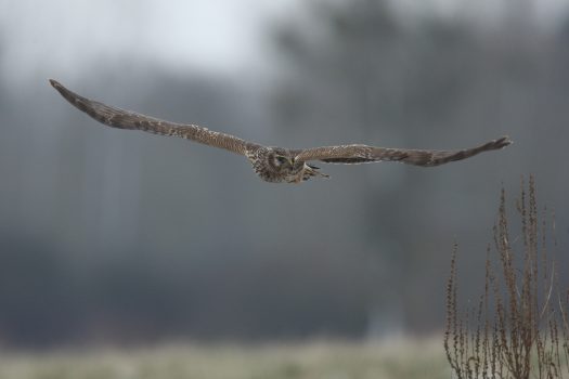 Busard de chasse - Carrière de Sassey