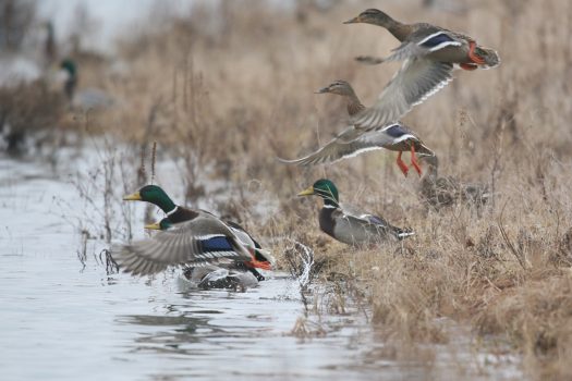 Canards colverts (photo LPO) - Carrière de Sassey